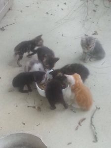 baby kittens everywhere!