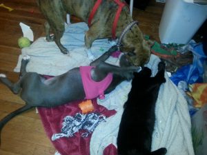 Hope, Scout and Chip